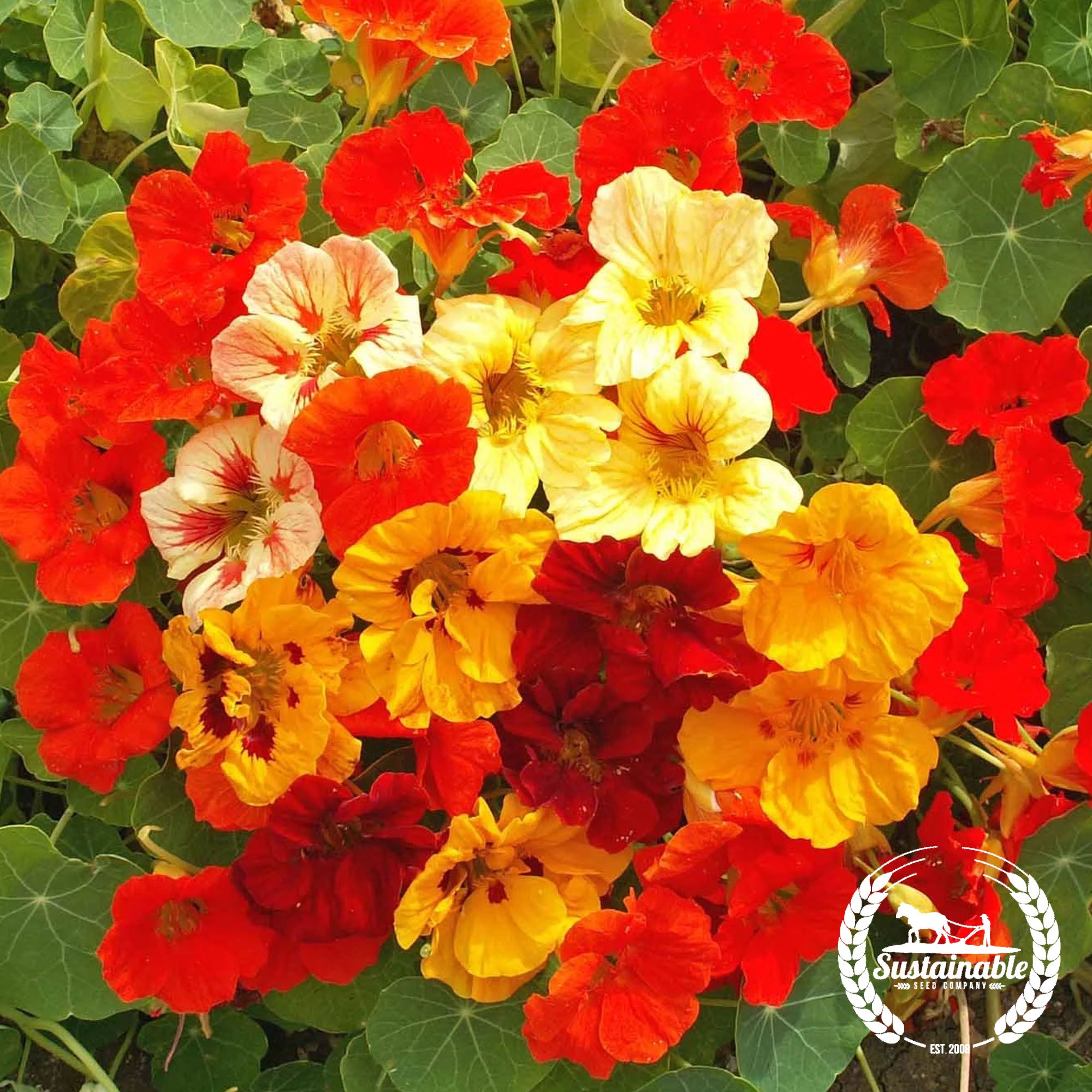 Organic Nasturtium - Jewel Mix - 1 Oz ~198 Seeds - Tropaeolum majus - Non-GMO, Heirloom, Farm & Gardening Seeds Online - Best Se